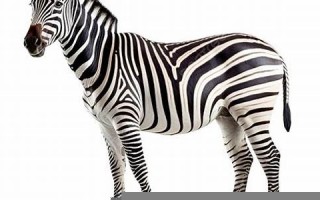 zebra,什么意思,zebra,发音,zebra,用法及例句,zebra,英文怎么读,zebra(zebra什么意思英语怎么读音)