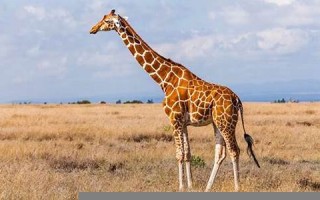 giraffe怎么读,giraffe中文翻译,giraffe什么意思,giraffe用法及例句