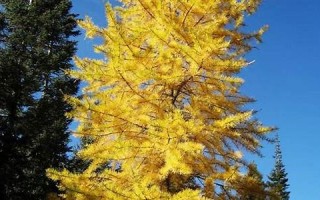 larch什么意思,larch中文翻译,larch用法及例句,larch怎么读