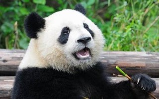 panda什么意思,panda发音,panda用法及例句,panda英文怎么读,panda