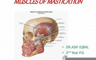 masticate什么意思,masticate中文翻译,masticate用法及例句,masticate怎么读